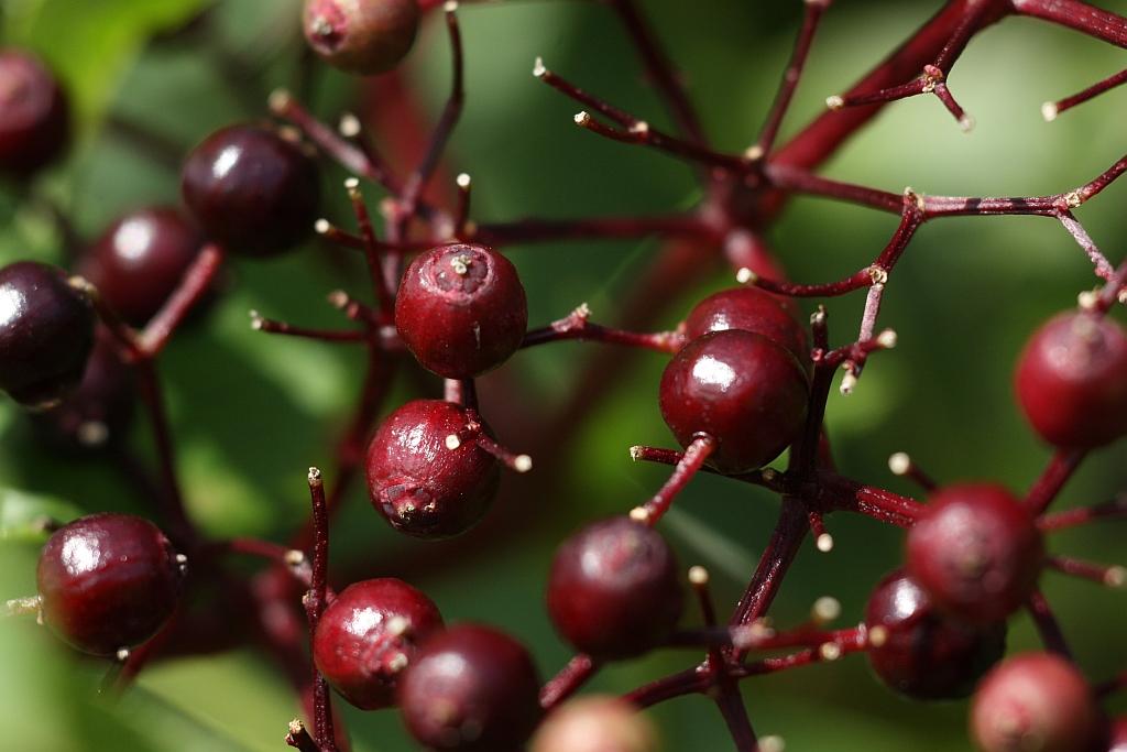 IMG_0529.JPG - La nature atomique anima nos itinéraires.