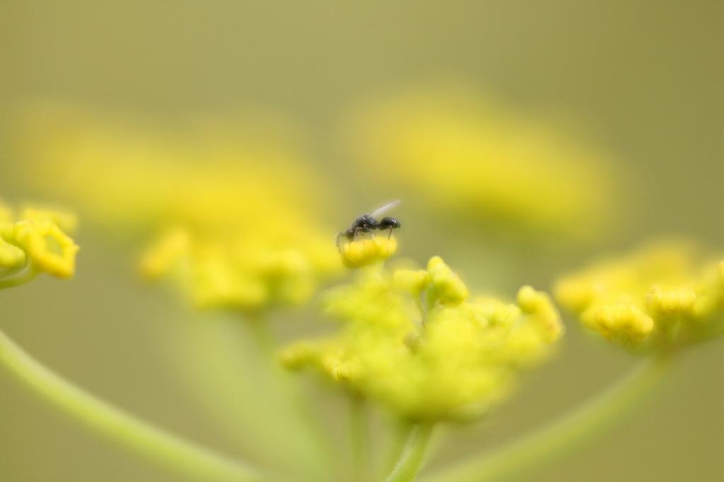 IMG_0616.JPG - L'infiniment petit vous invite en ce mois d'août à partager  son univers.