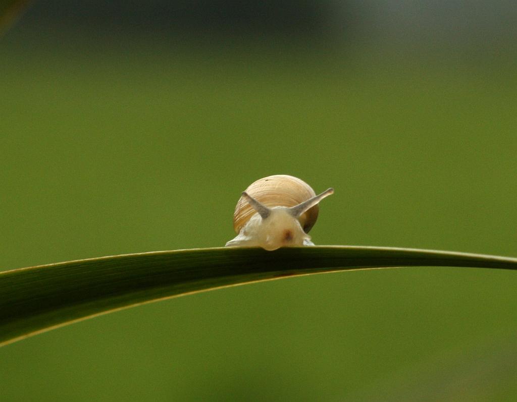 IMG_1298.JPG - Biensûr, il y eut des escargots.