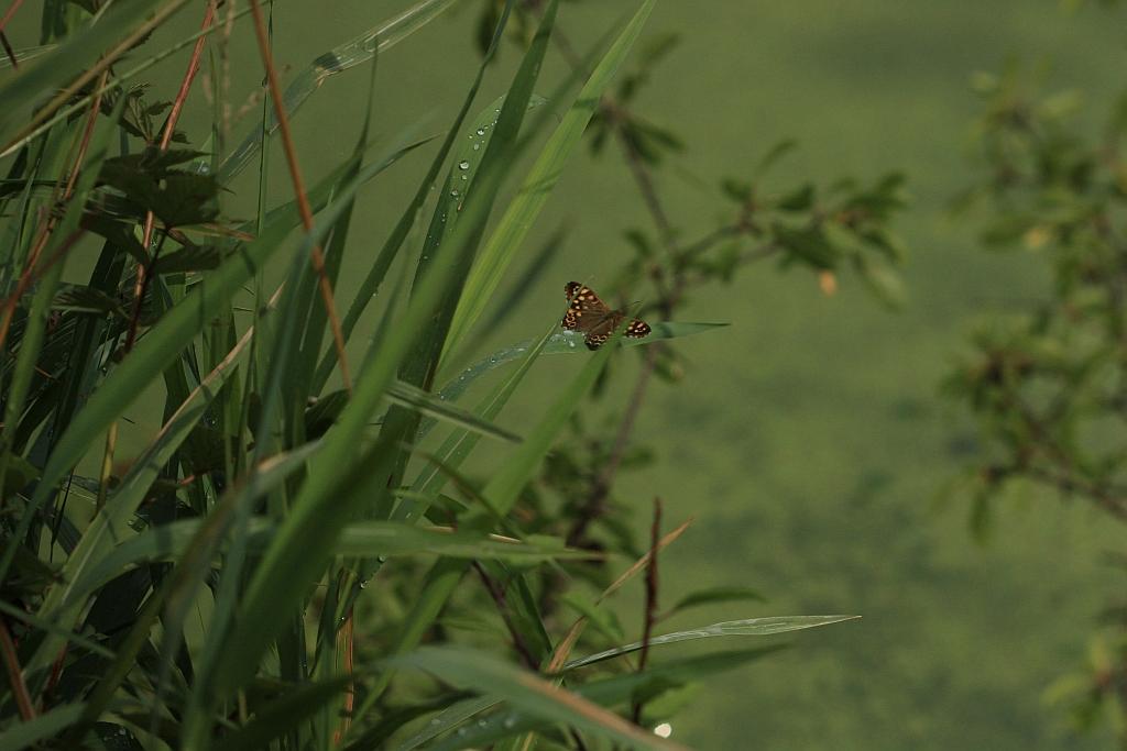 IMG_1393.JPG - Puis , les papillons.