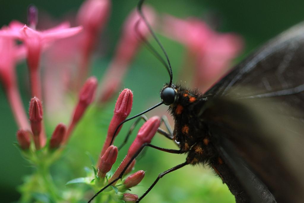 IMG_1593.JPG - Des surprises vous y attendent.