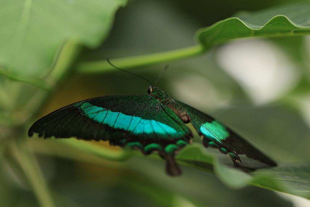 IMG_1682.JPG - Des verts , des rouges et de toutes les couleurs.