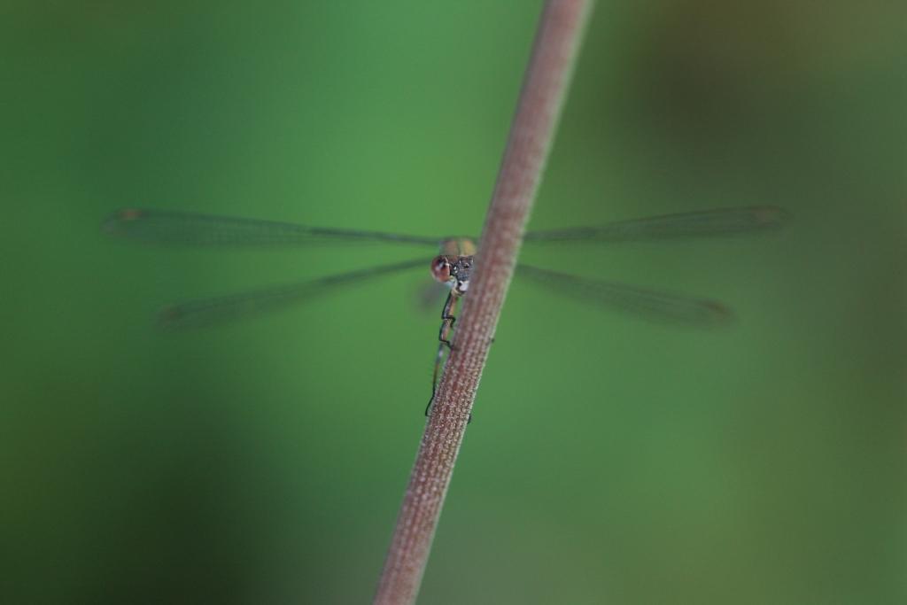 IMG_4130.JPG - Alors , suivez le peuple des grandes herbes .