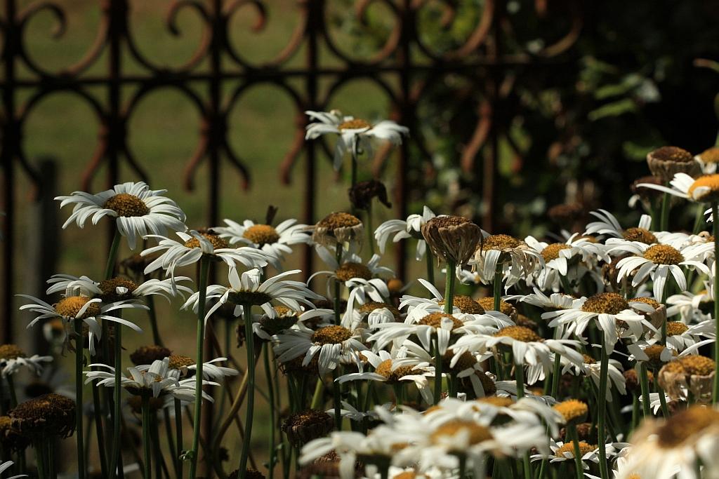 IMG_4239.JPG - Sous peine de compléter les milliers de victimes , fânées, à l'ombre des monuments fleuris.