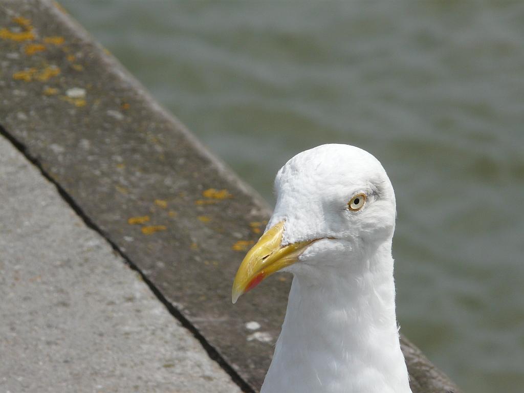 P1080436.JPG - Bon, rentrons dans le vif du sujet. Cette année , nous nous sommes fait plein de copains.Tout d'abord ce goéland, sur les quais de Trouville.