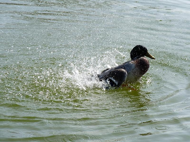 5.jpg - Et voilà.Merci Catherine.