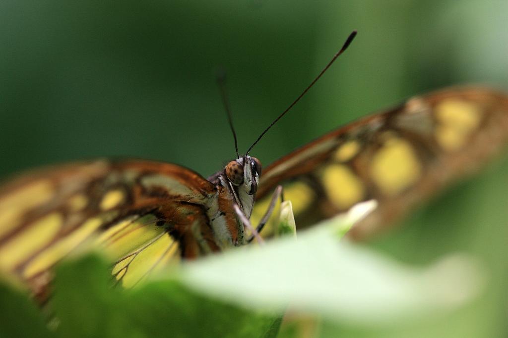 IMG_1475.JPG - Bonjour, voici les papillons.