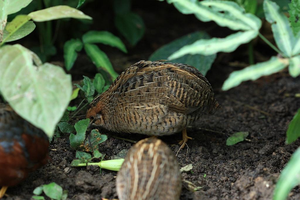 IMG_1487.JPG - Une caille