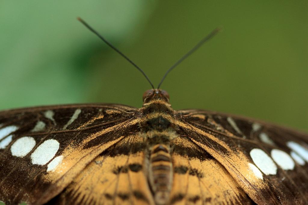 IMG_1490.JPG - Si vous le reconnaissez, vous pouvez m'aider.