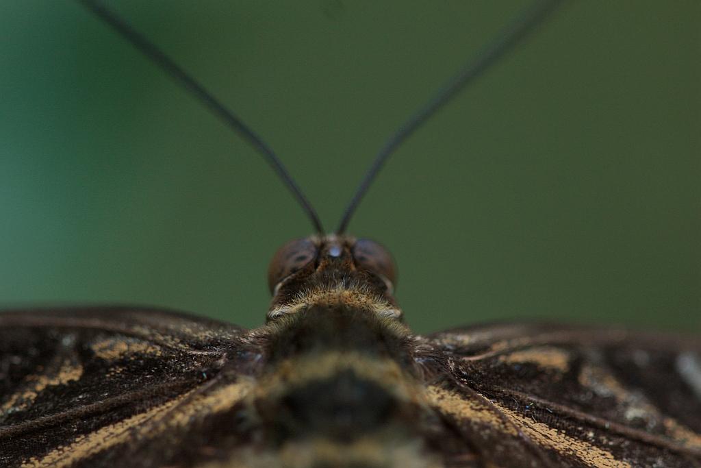 IMG_1491.JPG - L'oeil composé