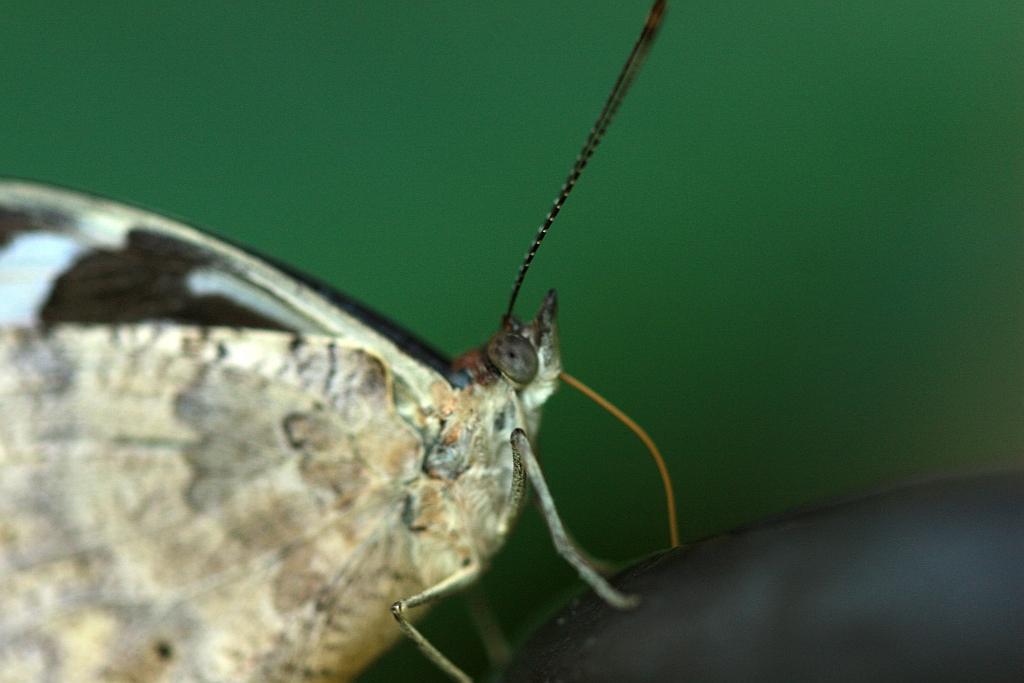 IMG_1499.JPG - La forme de la trompe va peut-être vous dire quelque chose.