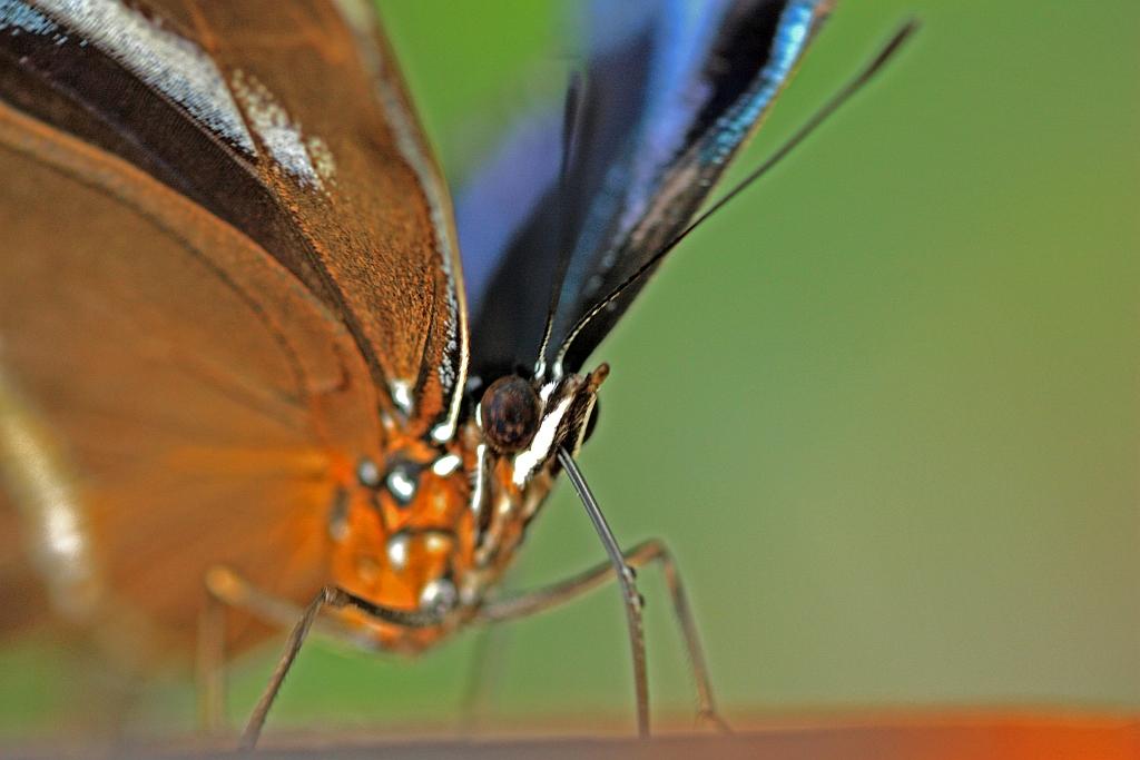 IMG_1504.JPG - Morpho bleu.