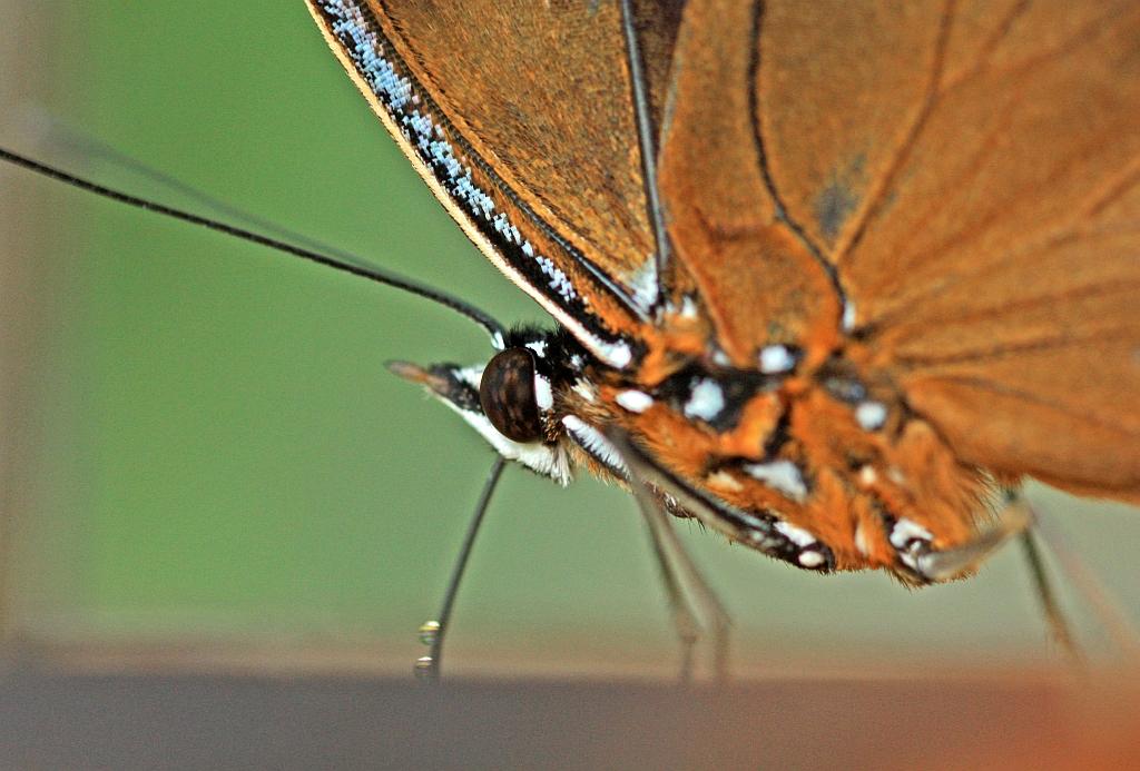 IMG_1512.JPG - Il se désaltère.