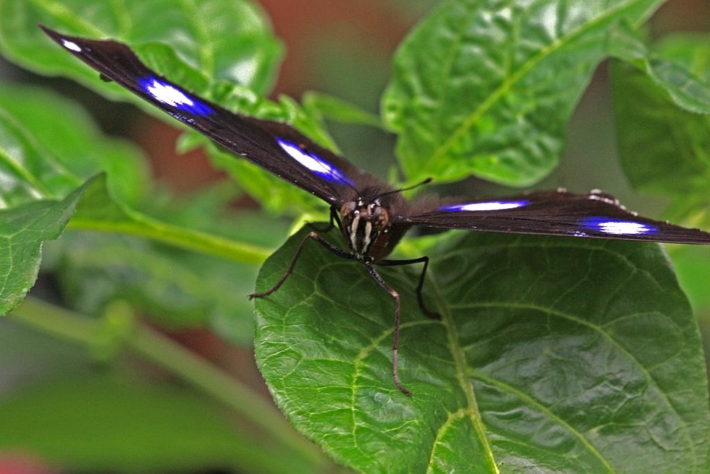 IMG_1517.JPG - Un autre spécimen.