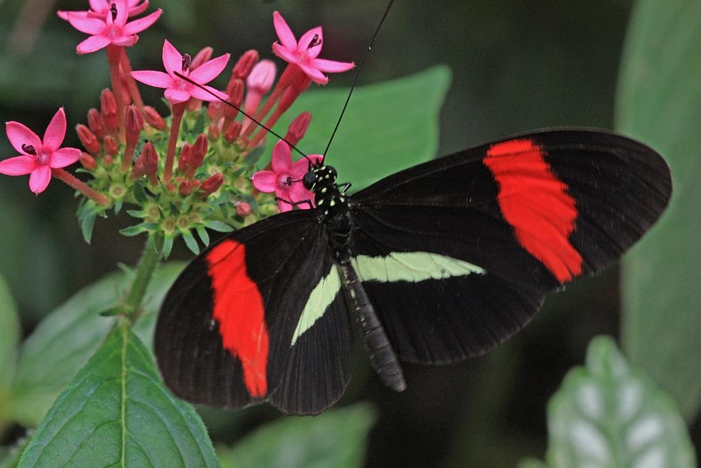 IMG_1518.JPG - Heliconius erratus