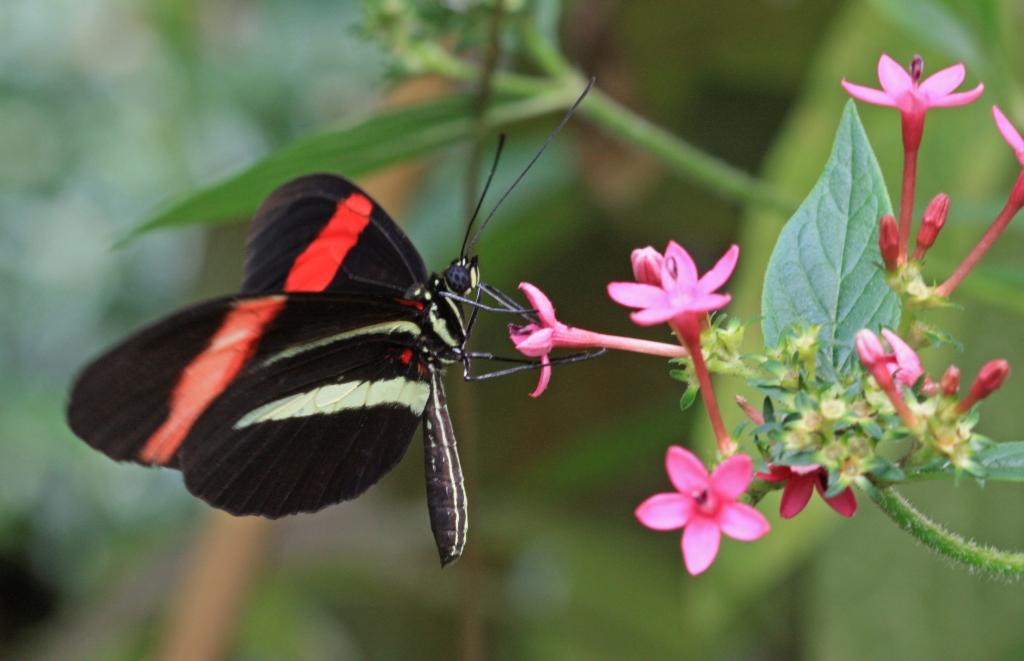 IMG_1529.JPG - Là c'était facile.