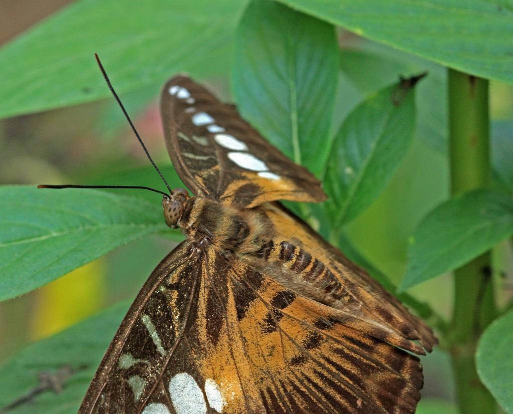 IMG_1534.JPG - Une idée.