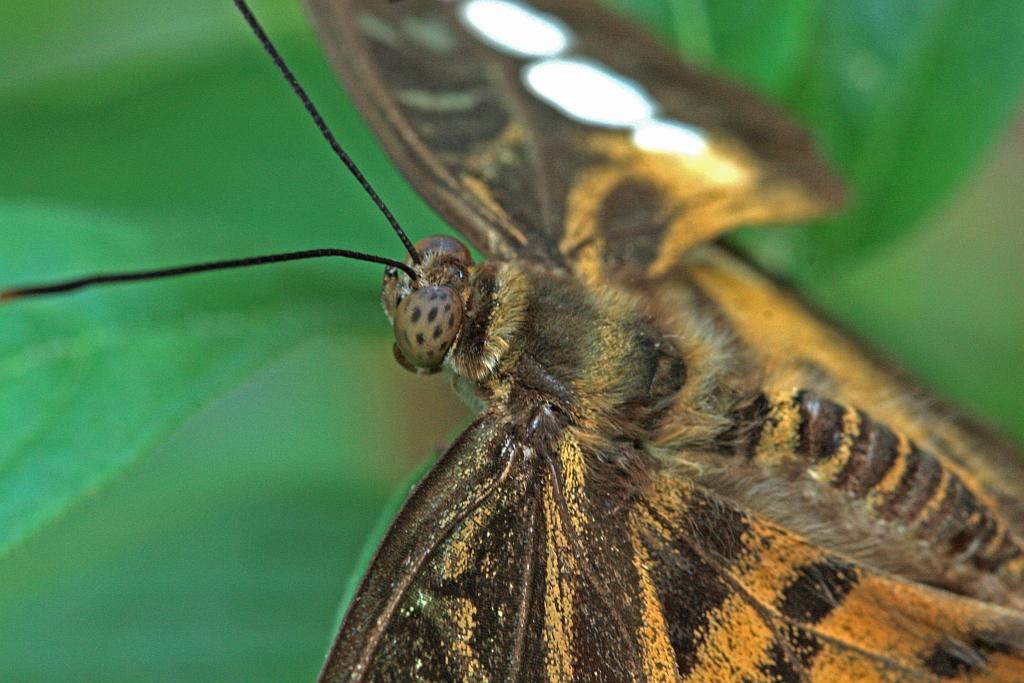 IMG_1535.JPG - De plus prèt peut-être