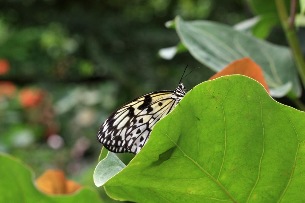 IMG_1539.JPG - Idea leucone