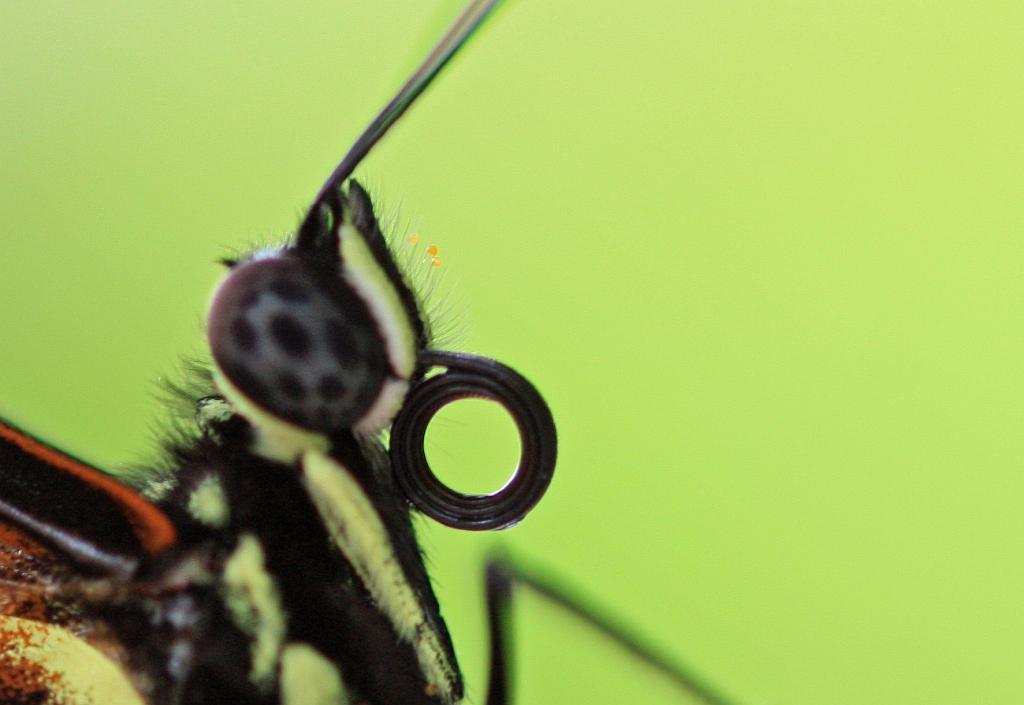 IMG_1558.JPG - Le ressort sort de sa housse.