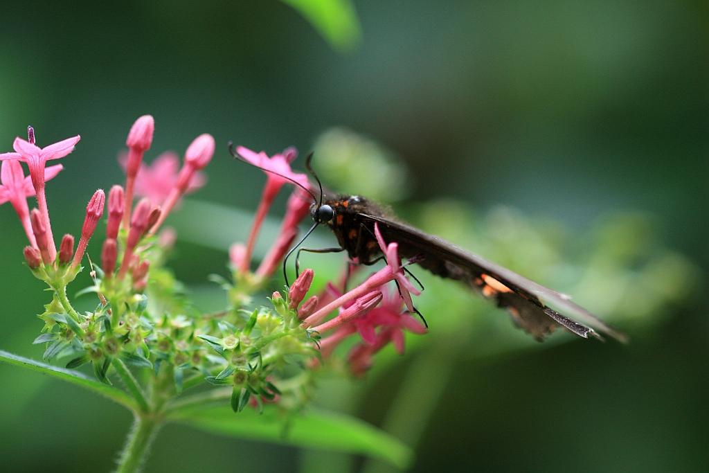 IMG_1573.JPG - La star.