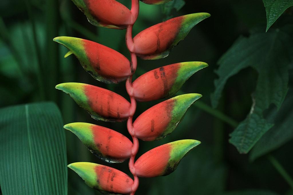 IMG_1598.JPG - Les fleurs.