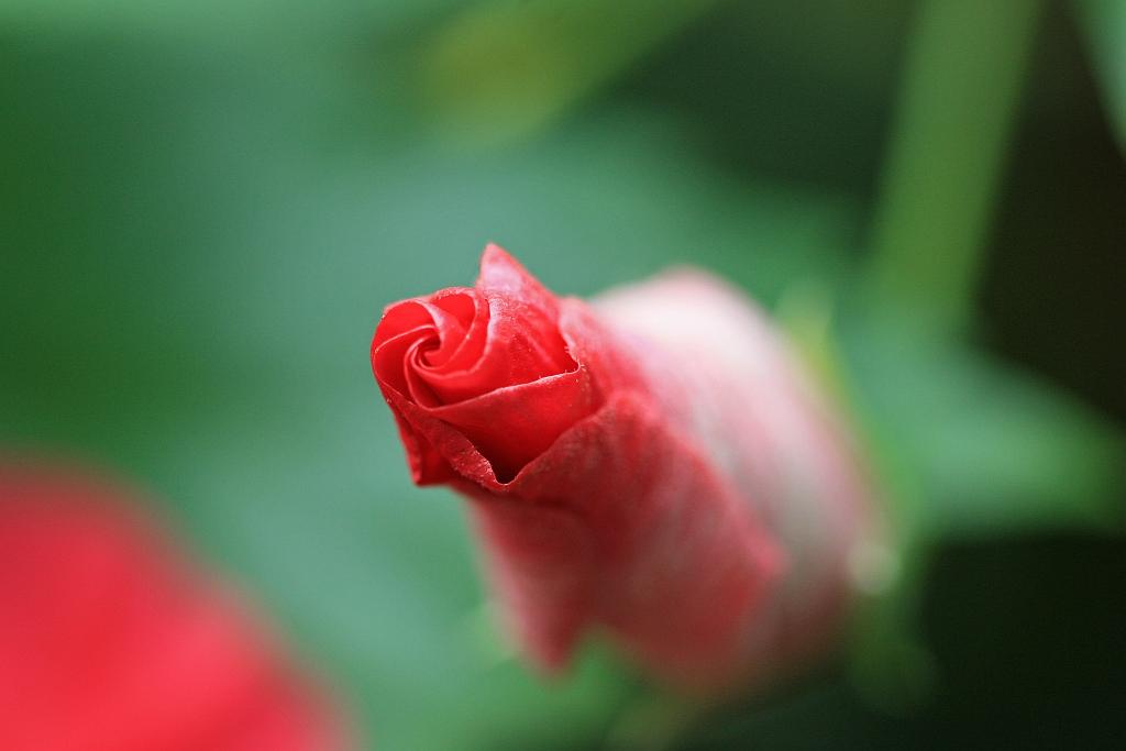 IMG_1616.JPG - Bourgeon.