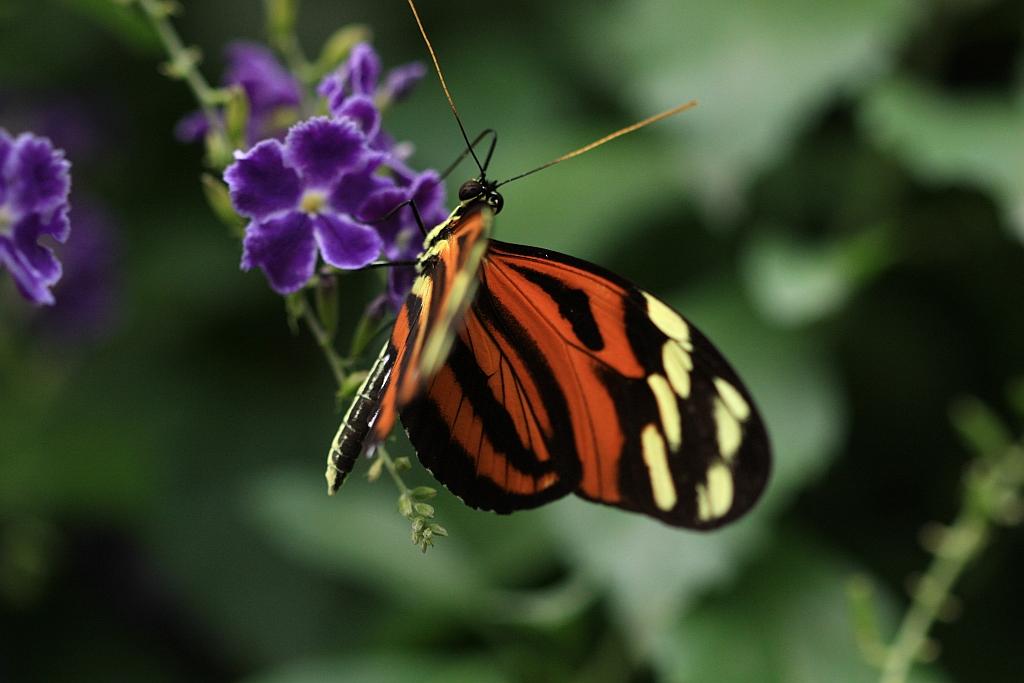 IMG_1628.JPG - Il faudra m'aider.