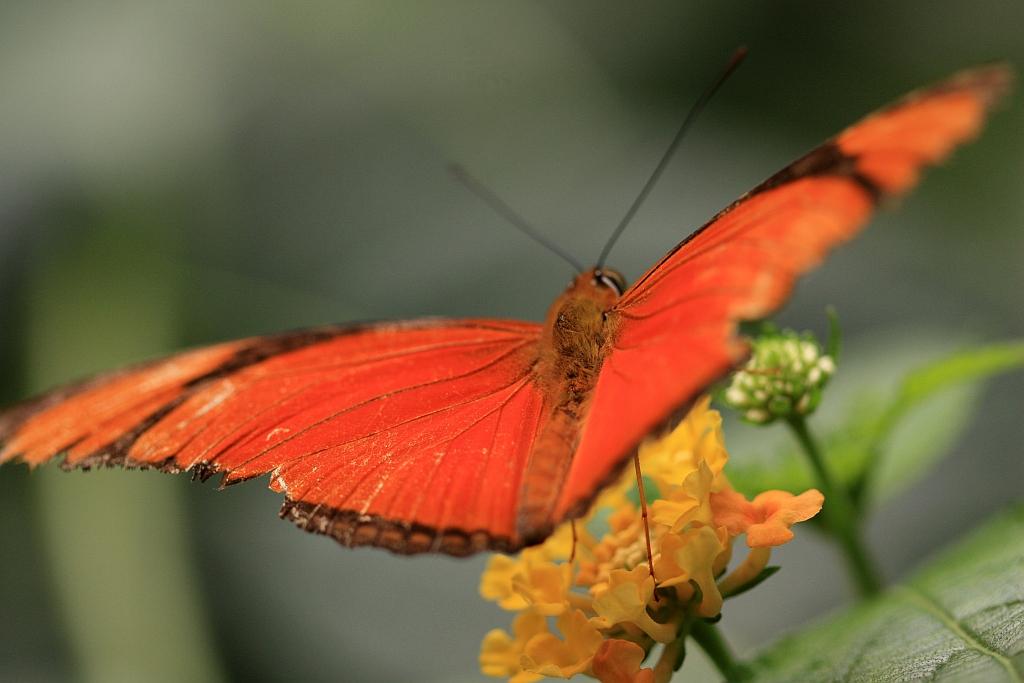 IMG_1633.JPG - Rouge.