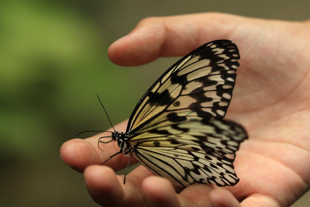 IMG_1652.JPG - Idea leucone