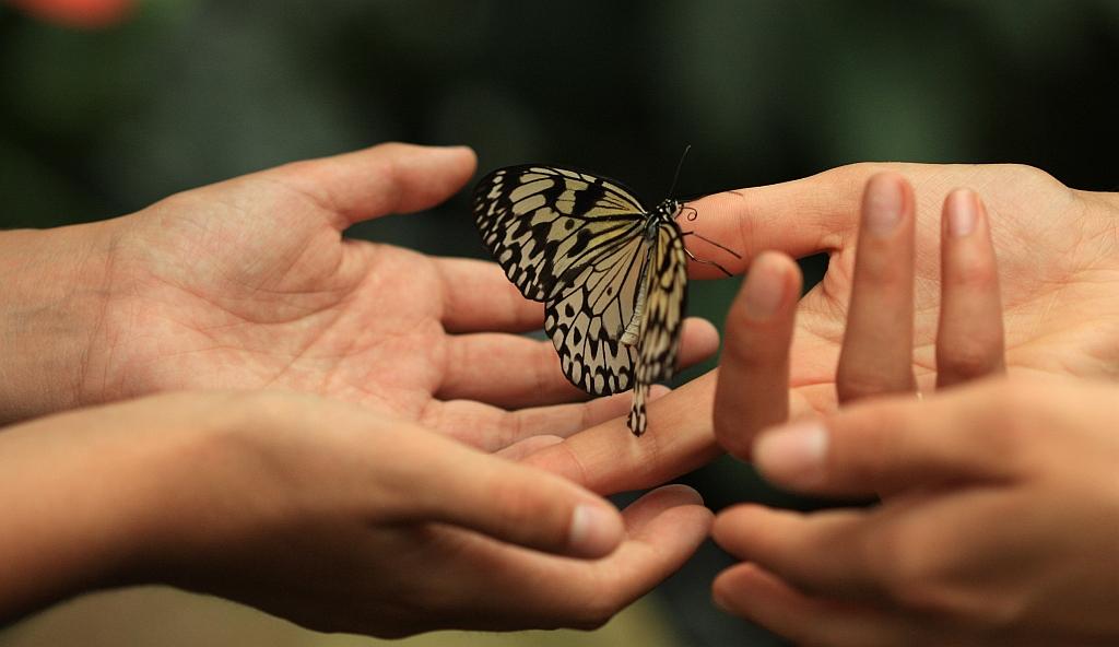 IMG_1656.JPG - Le témoin.