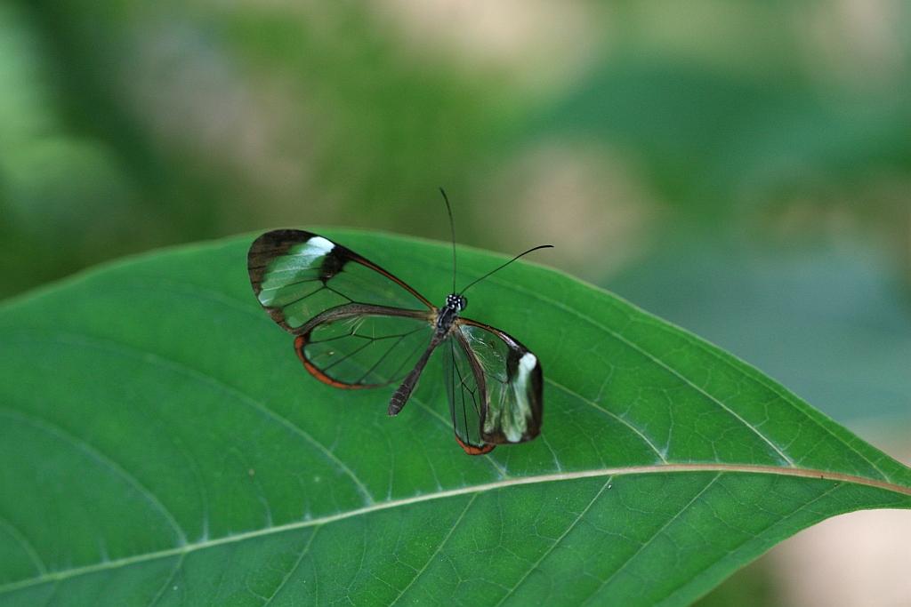 IMG_1663.JPG - Un Nymphalide Ithommiine de Costa Rica aux ailes fragiles et transparentes