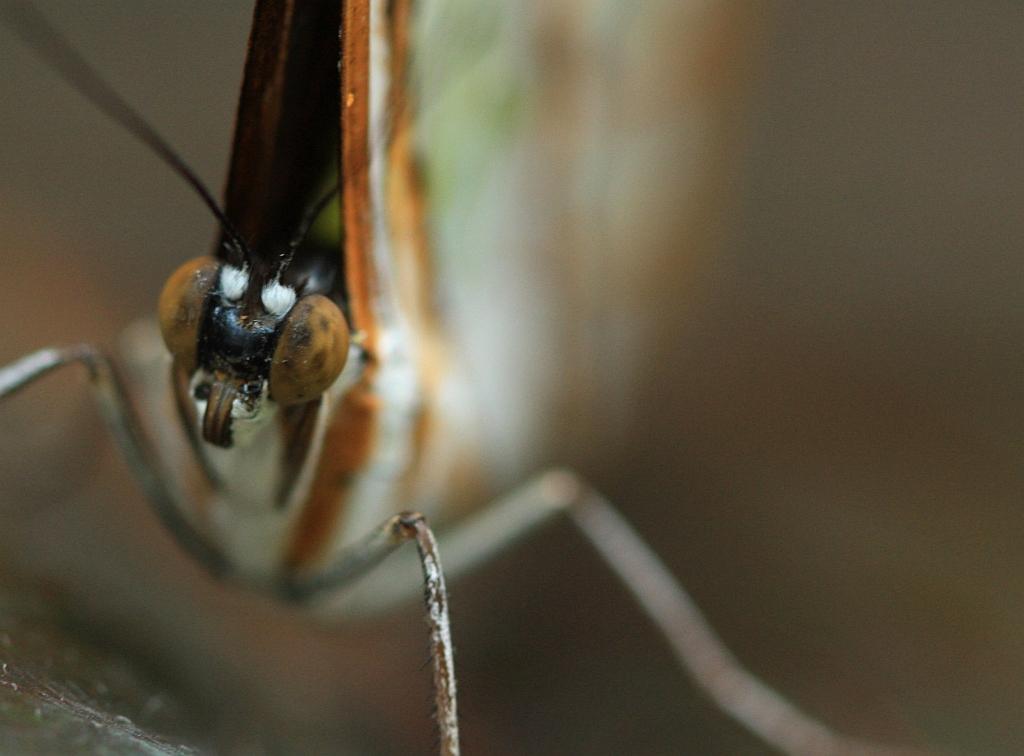 IMG_1711.JPG - Je ne sais pas.