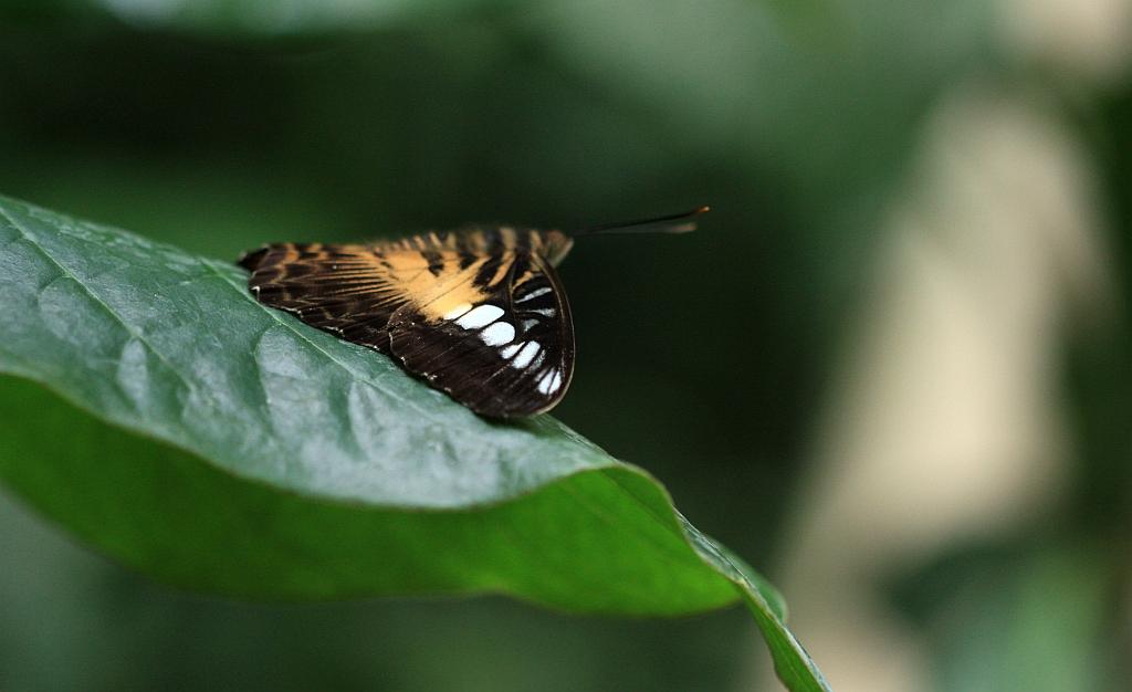 IMG_1718.JPG - Le raffale.