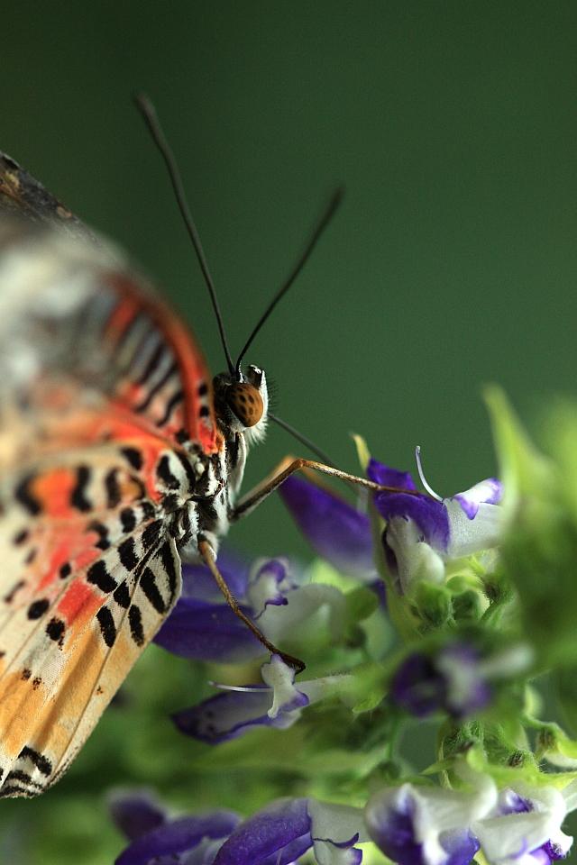IMG_1768.JPG - A famous butterfly who lived in West.
