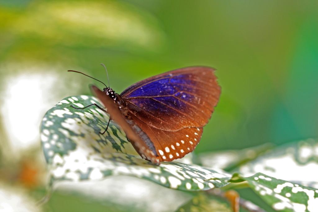 IMG_1790.JPG - Pour le reflet bleu, chaud à capturer.