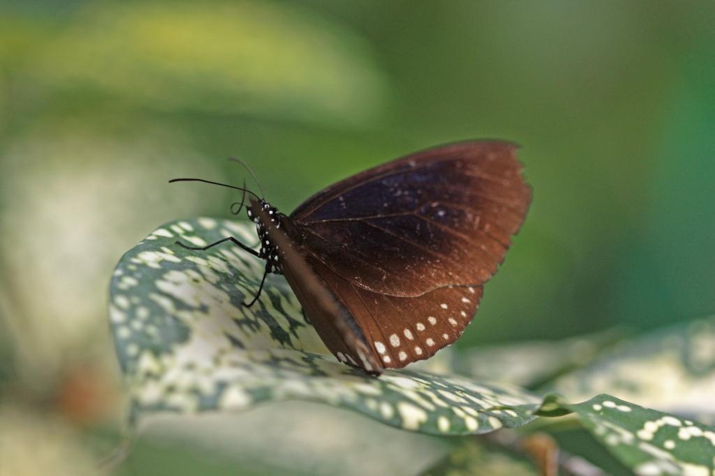 IMG_1791.JPG - Marron.