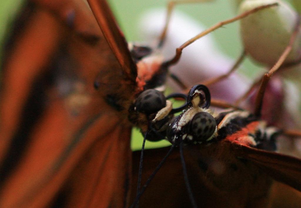 IMG_1805.JPG - Calin de papillon.