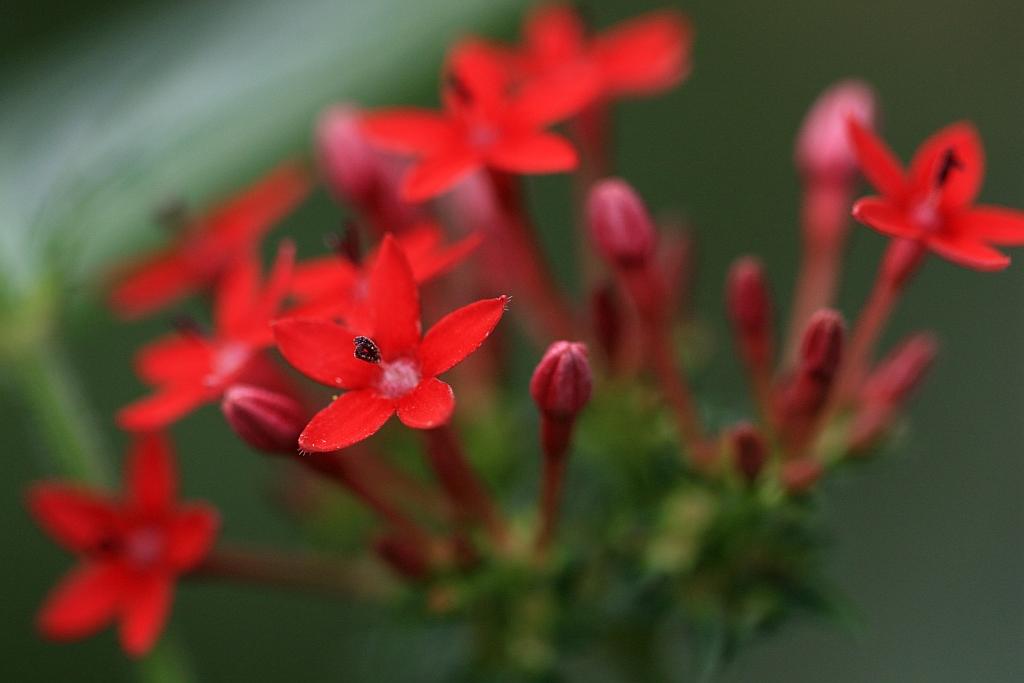 IMG_1833.JPG - Tout se finit en fleurs.