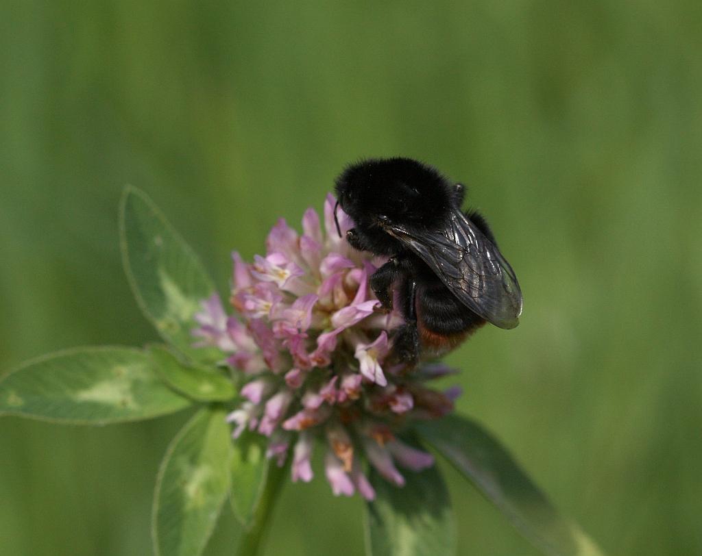 IMG_0567.JPG - Ils se caractérisent et se différentient de la plupart des abeilles par une silhouette trapue et une importante pilosité.