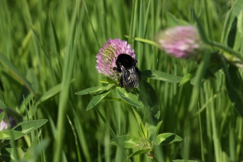 IMG_0570.JPG - Mais voilà le Bourdon, un gros insecte volant au corps couvert de poil et de couleur jaune et noir. Il a sa place dans l'ordre des abeilles, des guêpes et des fourmis.
