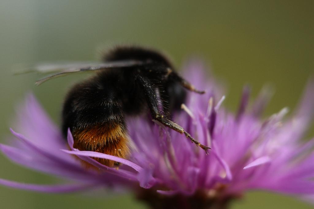 IMG_0623.JPG - Il est poilu.