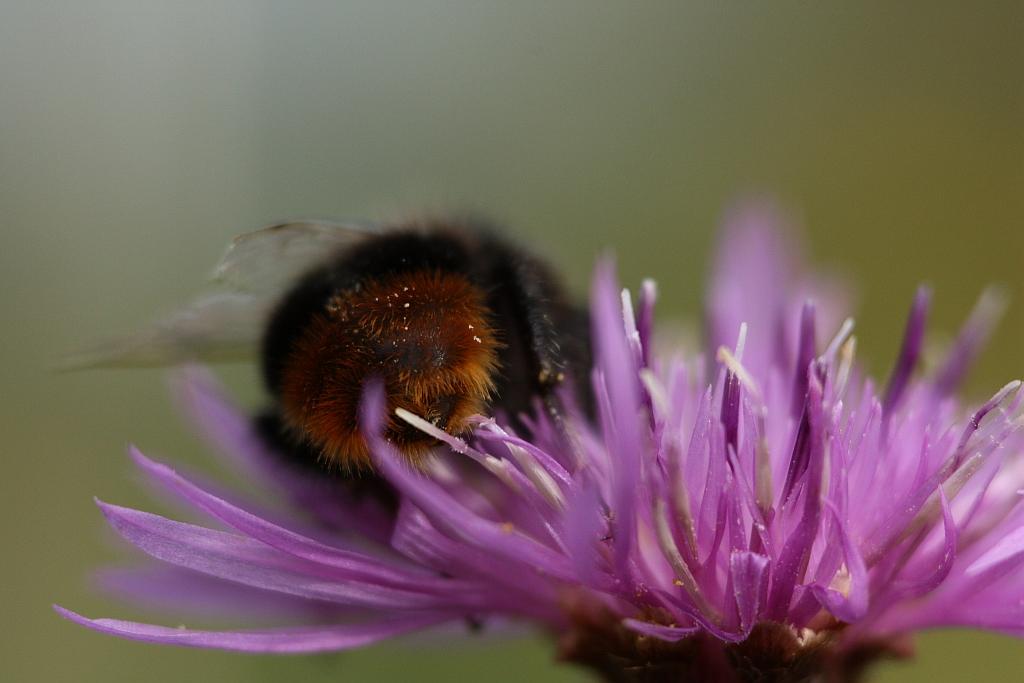 IMG_0626.JPG - Que cela ne vous donne pas le bourdon.Essayez donc de l'attraper.