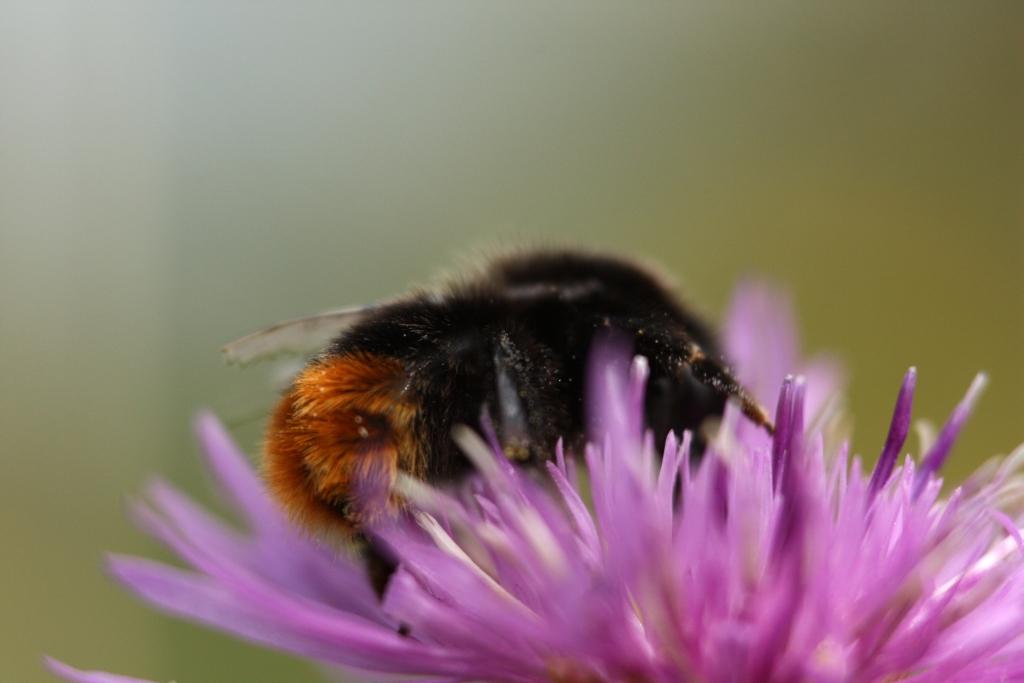 IMG_0627.JPG - Ces bourdons appartiennent à 'une sous-famille (Bombinae) de la famille des Apidae.Bref, comme l'abeille, les différentes espèces de bourdons se nourrissent du nectar des fleurs et récoltent le pollen pour nourrir leur larves. Ce sont des créatures utiles pour l'homme et la flore en contribuant à la pollinisation.