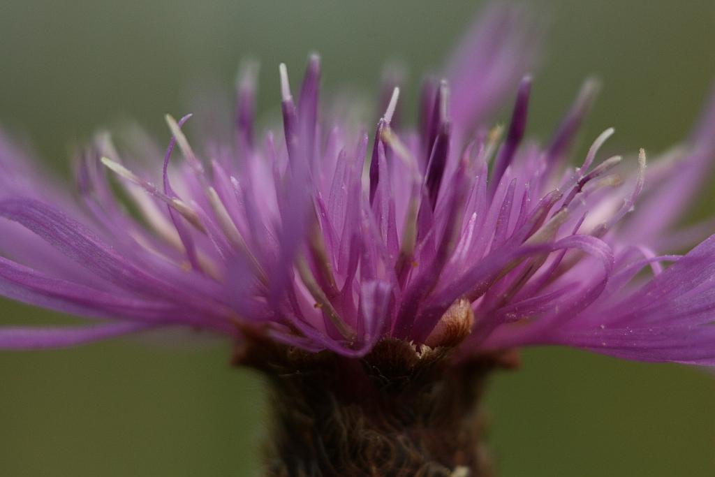 IMG_0640.JPG - Météo tranquille, pas de pluie.Le soleil allume la nature.Le paysage est net.