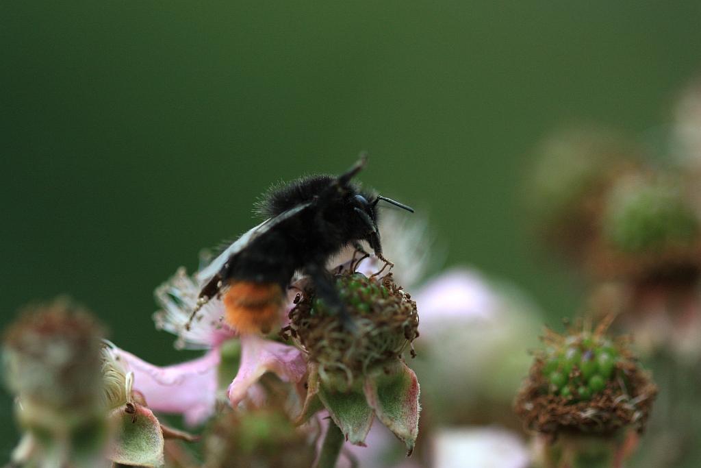 IMG_0666.JPG - Réalise des prouesses d'équilibre compte tenu de son poids sur les fleurs.