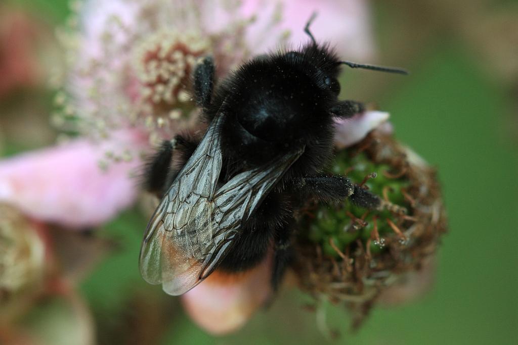 IMG_0682.JPG - Noir.