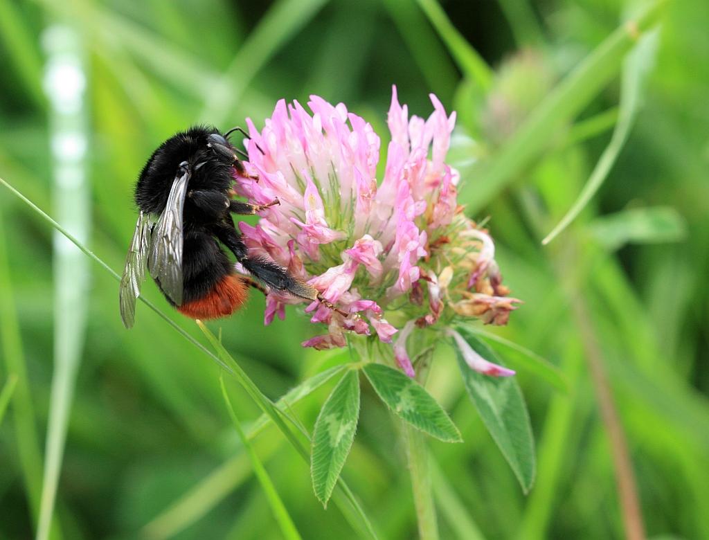 IMG_1348.JPG - Et un appétit insatiable.