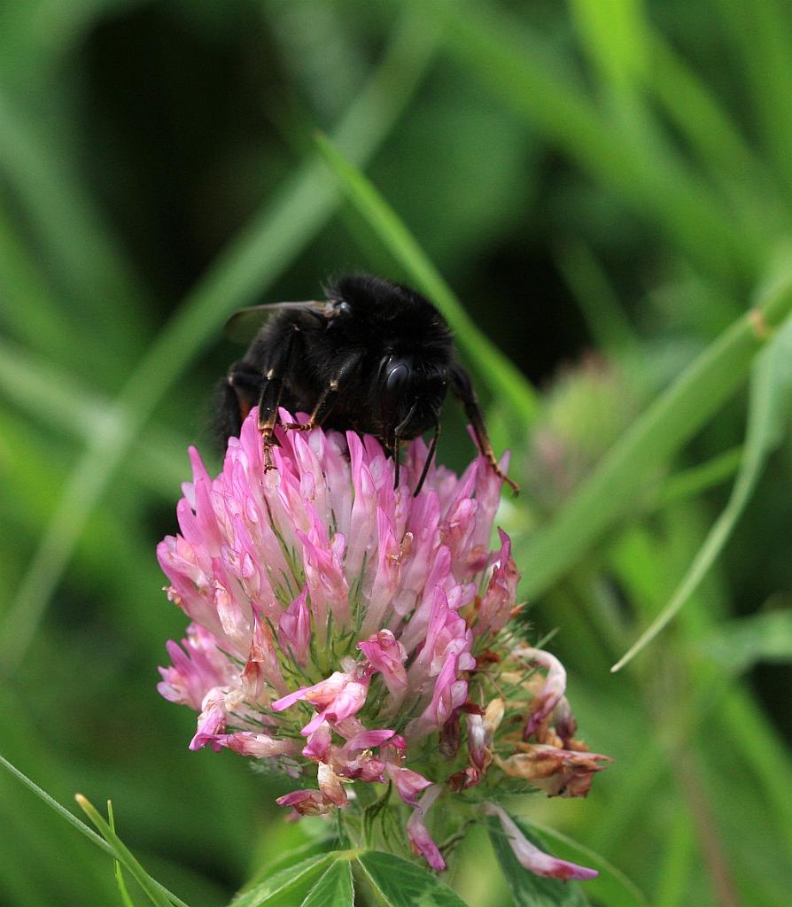 IMG_1349.JPG - Coucou !