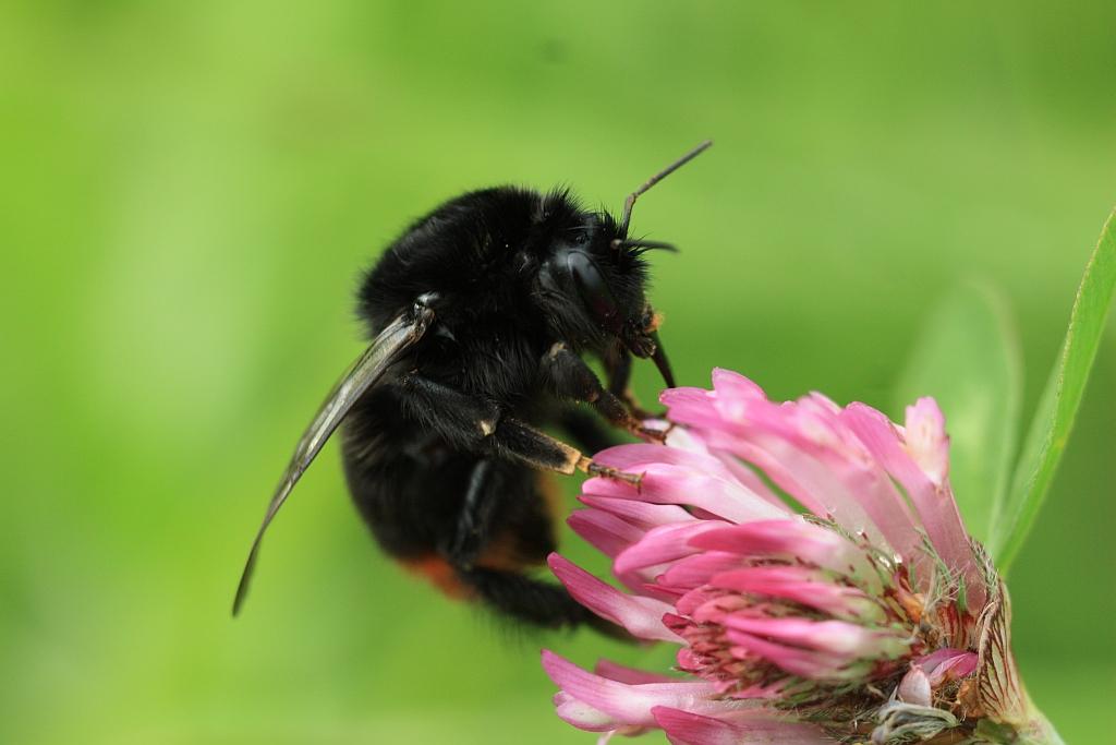 IMG_1352.JPG - Le bourdon est pacifique : si l'on essaye de caresser un bourdon en train de butiner, il tentera simplement de vous repousser avec ses pattes.